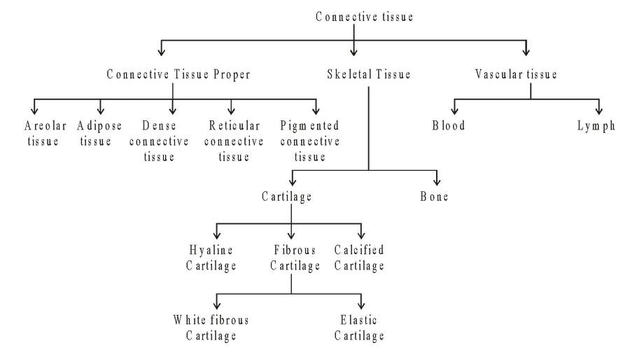 Connective Tissue